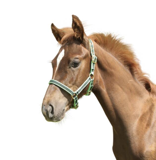 Kantar dla konia Exclusive, zielony, roz. Foal