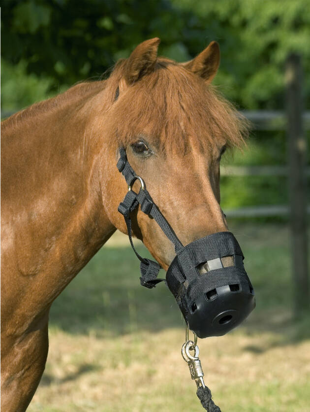 Kaganiec dla konia – USG, czarny, rozmiar FULL